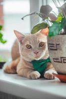A beautiful peach cat with a green butterfly on his neck lies on the window near the pot with a flower. Spring holiday St. Patrick's Day and pets photo