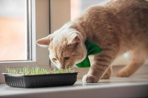 un hermosa melocotón gato con un verde mariposa alrededor su cuello en el ventana cerca el brotado césped para animales, olfatea eso con interés. primavera fiesta S t. patrick's día y mascotas foto