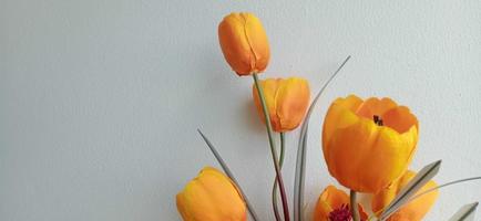 Tulips with white wall background photo