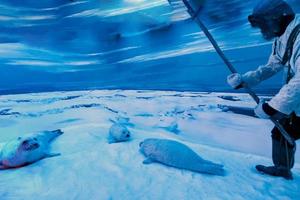 hunter while killing seal in arctic photo
