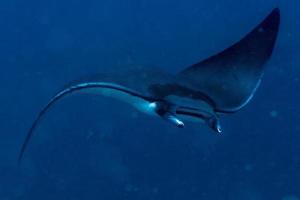 Nusa Penida Bali mobula Manta ray close up portrait photo