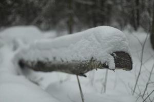Broken tree in snow. Snow on log. Dry sawn wood. photo