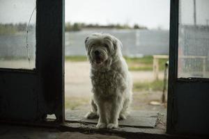 Dog with white coat. Pet guards door. photo