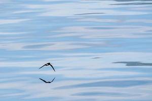 Storm petrel bird flying in mediterranean sea photo