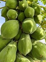 papaya árbol con Fruta ese crece grueso y sano foto