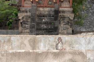 macque ape monkey inside bali induist temple photo