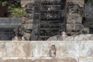 mono macque ape dentro del templo induista de bali foto
