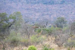 giraffe in kruger park south africa photo