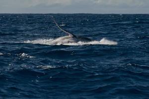 cola de ballena jorobada bajando en el mar polinesio azul foto