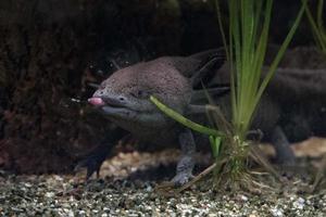 axolotl mexican salamander portrait underwater photo