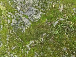 Detailed close up view at different moss textures on a forest ground photo