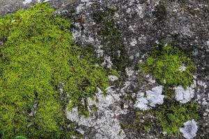 Detailed close up view at different moss textures on a forest ground photo