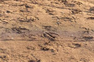 Brown sand ground texture in high resolution. photo