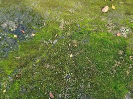 Detailed close up view at different moss textures on a forest ground photo