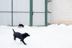 two black mongrel puppies run in the yard in the snow in winter. abandoned animals photo