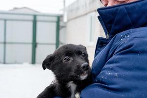 black puppy with frightened eyes in the hands of a man. Abandoned and street dogs photo