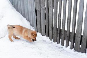 a small red puppy guards the yard by the fence. Dog home protection photo