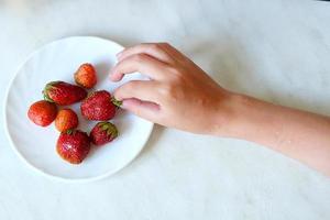 fresas en manos. cosecha bayas foto