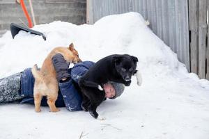 Puppies threw the child on the snow and everyone rejoices. Funny games with a dog outside in winter photo