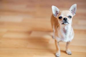 chihuahua puppy sitting on the floor. dog looking frame. decorative dog photo