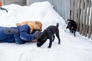 Puppies threw the child on the snow and everyone rejoices. Funny games with a dog outside in winter photo