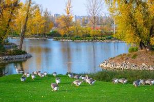 green meadow with grazing geese near a lake against the backdrop of a residential neighborhood photo