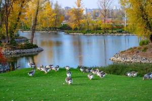 green meadow with grazing geese near a lake against the backdrop of a residential neighborhood photo