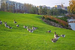 green meadow with grazing geese near a lake against the backdrop of a residential neighborhood photo