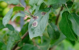 Apple tree branch with green leaves affected by a fungal disease rust. Deficiency or excess of elements and microelements of plant nutrition, disease. Rust spots of fungal disease on an apple tree. photo