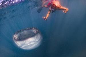 Whale Shark close up underwater portrait eating plancton photo