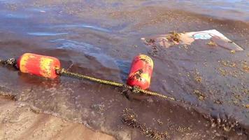 Buoy in disgusting beach water red seaweed sargazo Caribbean Mexico. video