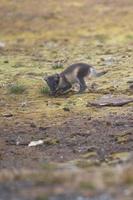 An arctic fox looking at you in summer in Svalbard photo