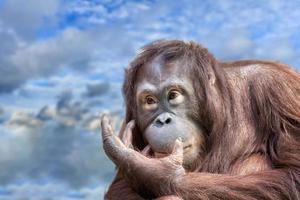 orangutan monkey close up portrait look at you photo