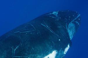 Humpback whales underwater photo