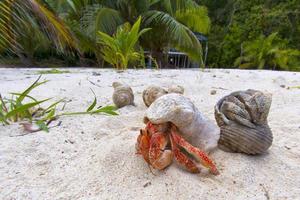 Hermit crab on white sand tropical paradise beach photo