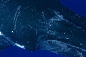 Humpback whales underwater photo