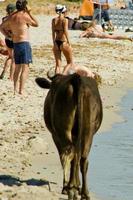 A cow while walking on the beach full of tourist  during summertime photo