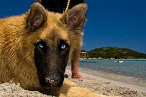 un dorado perro perrito con increíble azul ojos mientras mirando a usted en el azul mar antecedentes foto