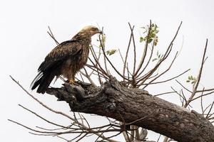 tawny eagle in kruger park south africa photo