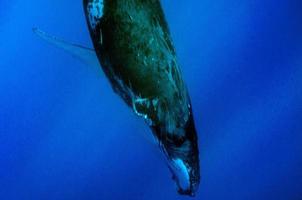 Humpback whales underwater going down in blue polynesian sea photo