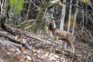 fallow deer in love season photo