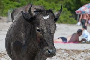 A cow while walking on the beach full of tourist  during summertime photo