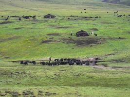 en Tíbet, allí son ambos granjas y pasto áreas foto