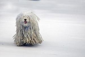 Funky Poodle white dog portrait looking at you photo