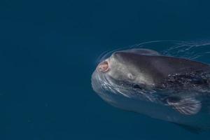 pez luna en la superficie del mar mientras come medusas velella foto