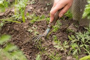 Work in the garden. Weed the grass with a tool photo