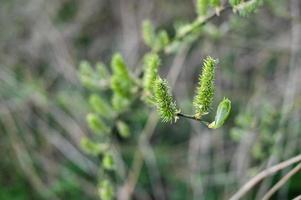 el verde sauce floreció en el bosque en primavera foto