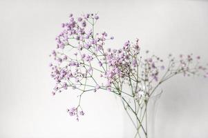 púrpura Gypsophila flores en un blanco antecedentes foto