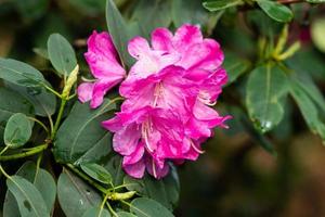 floración arbustos con brillante rosado flores, rosado rododendro foto