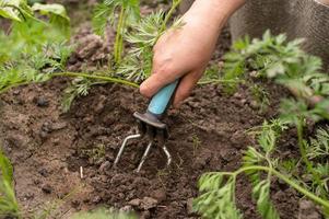 trabajo en el jardín. hierba el césped con un herramienta foto